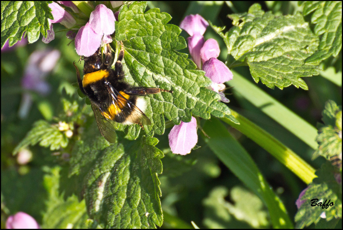 Bombus terrestris